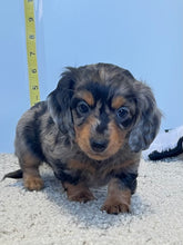 Load image into Gallery viewer, Wynona 🌻 mini Dachshund 💕 long haired 🥂 Female
