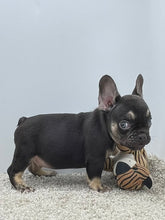 Load image into Gallery viewer, Hank 💕French Bulldog 💕Male
