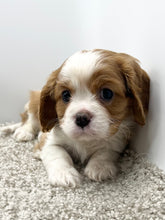 Load image into Gallery viewer, Cooper 💕 Cavalier 💕 Male
