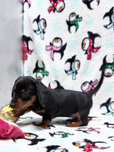 Load image into Gallery viewer, Gracie 💕 Mini Dachshund ☀️Female
