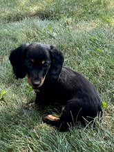 Load image into Gallery viewer, Luna 💕 Mini Dachshund 💕 longhaired female
