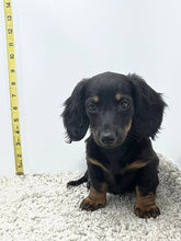 Load image into Gallery viewer, Faith 💕 Mini Dachshund 🌻 longhaired female
