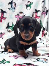Load image into Gallery viewer, Waylon 💕 Mini Dachshund ☀️Male
