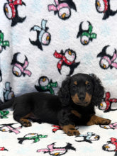 Load image into Gallery viewer, Jack 💕 Fluffy Mini Dachshund 🥂 Male
