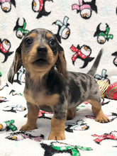 Load image into Gallery viewer, Dasher 💕 Mini Dachshund 🥂 Male 🎄
