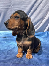 Load image into Gallery viewer, Cane ☀️ Mini Dachshund 🌻 Male
