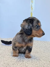 Load image into Gallery viewer, Dallas☀️ Mini Dachshund 🥂Long haired💕 Male ☀️
