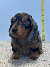 Load image into Gallery viewer, Wynona 🌻 mini Dachshund 💕 long haired 🥂 Female
