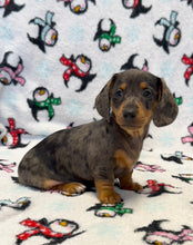 Load image into Gallery viewer, Cora 💕 Mini Dachshund ☀️Female
