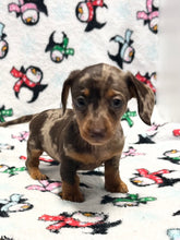 Load image into Gallery viewer, Merry 🎄 Mini Dachshund 💕 Female 🎄
