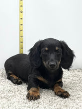 Load image into Gallery viewer, Faith 💕 Mini Dachshund 🌻 longhaired female
