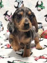 Load image into Gallery viewer, Dasher 💕 Mini Dachshund 🥂 Male 🎄
