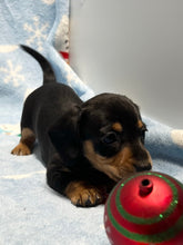 Load image into Gallery viewer, Cole 💕 Mini Dachshund 🥂 Male 🎄
