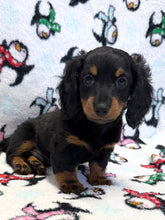 Load image into Gallery viewer, Jack 💕 Fluffy Mini Dachshund 🥂 Male
