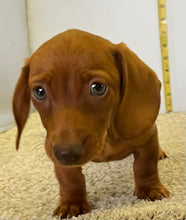 Load image into Gallery viewer, AJ 💕 Mini Dachshund 🥂 Male
