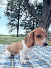 Load image into Gallery viewer, Daisy 💕 Mini Dachshund ☀️Female
