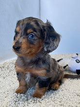 Load image into Gallery viewer, Dallas☀️ Mini Dachshund 🥂Long haired💕 Male ☀️
