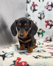 Load image into Gallery viewer, Denver 💕 Mini Dachshund 🥂 Male
