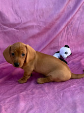 Load image into Gallery viewer, Lucy💕 Mini Dachshund ☀️Female
