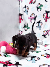 Load image into Gallery viewer, Gracie 💕 Mini Dachshund ☀️Female
