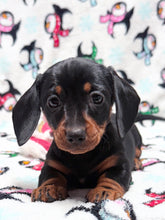 Load image into Gallery viewer, Joy 💕 Mini Dachshund ☀️Female
