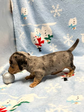 Load image into Gallery viewer, Noelle 🎄 Mini Dachshund 💕 Female 🎄
