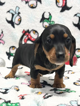 Load image into Gallery viewer, Linus 💕 Mini Dachshund 🥂 Male
