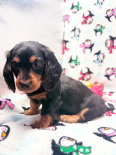 Load image into Gallery viewer, Winston 💕 Mini Dachshund ☀️Male

