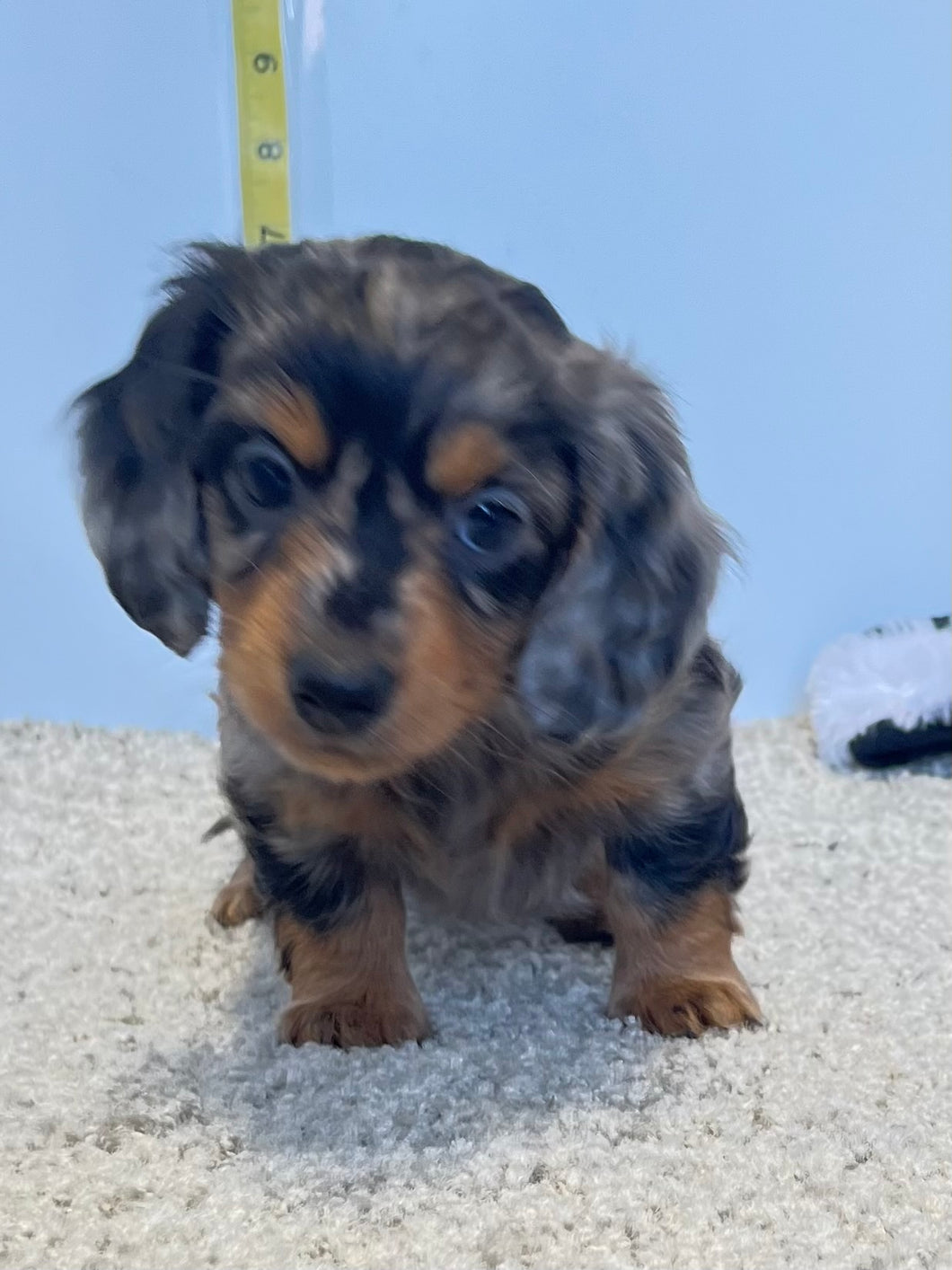 Wynona 🌻 mini Dachshund 💕 long haired 🥂 Female