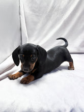 Load image into Gallery viewer, Scooter 💕 Mini Dachshund ☀️Male
