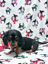 Load image into Gallery viewer, Winston 💕 Mini Dachshund ☀️Male
