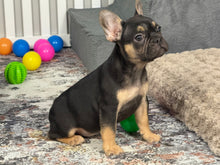 Load image into Gallery viewer, Harley ♥️ AKC French Bulldog 🥂 Male
