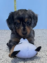 Load image into Gallery viewer, Wynona 🌻 mini Dachshund 💕 long haired 🥂 Female
