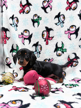 Load image into Gallery viewer, Joy 💕 Mini Dachshund ☀️Female
