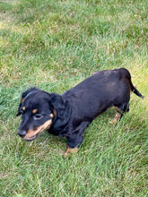 Load image into Gallery viewer, Luna 💕 Mini Dachshund 💕 longhaired female
