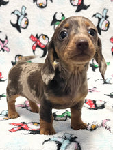 Load image into Gallery viewer, Merry 🎄 Mini Dachshund 💕 Female 🎄
