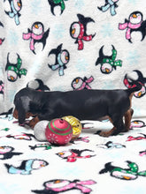 Load image into Gallery viewer, Taffy💕 Mini Dachshund ☀️Female
