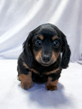 Load image into Gallery viewer, Wanda 💕 Mini Dachshund ☀️Female
