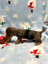 Load image into Gallery viewer, Nicholas 💕 Mini Dachshund 🥂 Male 🎄
