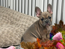 Load image into Gallery viewer, Peaches 🍑 AKC French Bulldog 💕 Female
