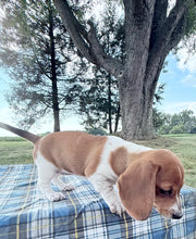Load image into Gallery viewer, Daisy 💕 Mini Dachshund ☀️Female
