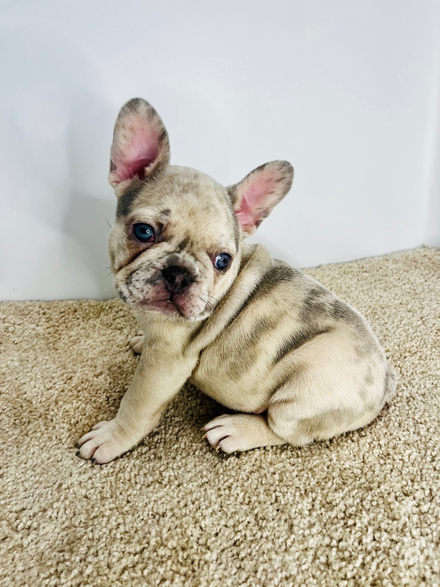 Licensed french best sale bulldog breeders