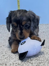 Load image into Gallery viewer, Wynona 🌻 mini Dachshund 💕 long haired 🥂 Female
