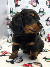 Load image into Gallery viewer, Jack 💕 Fluffy Mini Dachshund 🥂 Male
