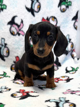 Load image into Gallery viewer, Denver 💕 Mini Dachshund 🥂 Male
