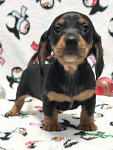 Load image into Gallery viewer, Linus 💕 Mini Dachshund 🥂 Male
