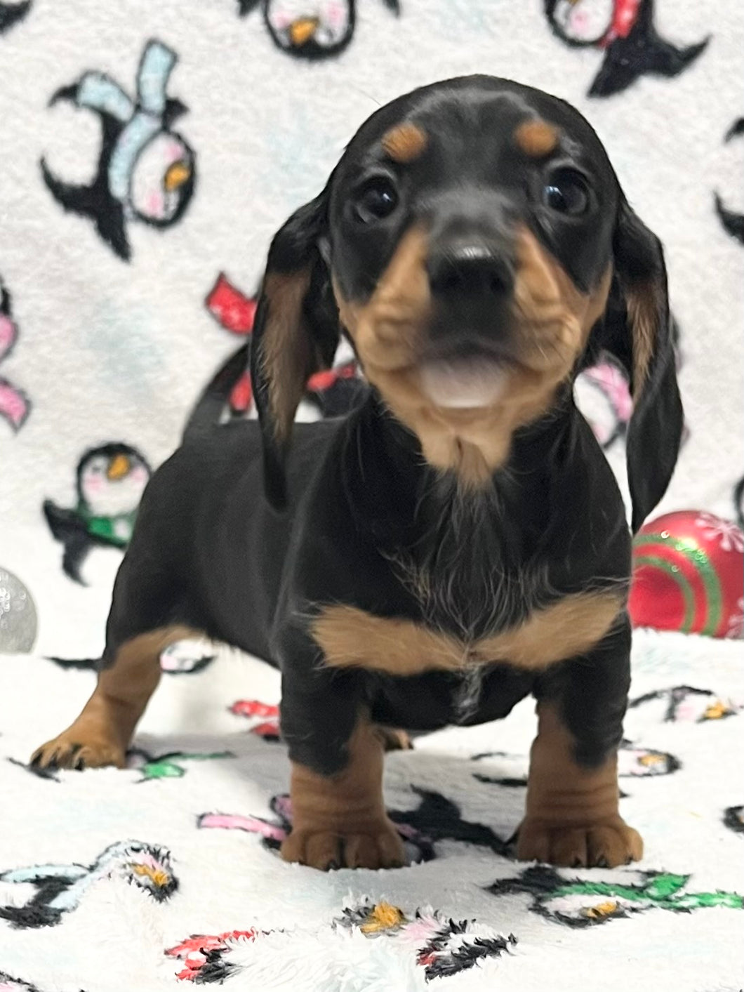 Linus 💕 Mini Dachshund 🥂 Male