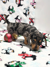 Load image into Gallery viewer, Dasher 💕 Mini Dachshund 🥂 Male 🎄
