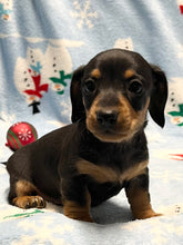 Load image into Gallery viewer, Cole 💕 Mini Dachshund 🥂 Male 🎄
