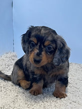 Load image into Gallery viewer, Wynona 🌻 mini Dachshund 💕 long haired 🥂 Female
